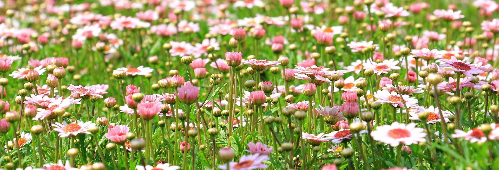 Margeriten auf einer Wiese