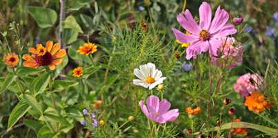 Wildblumen blühen auf einer Wiese